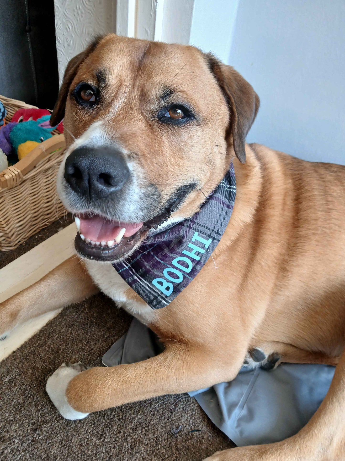 Personalised Dog Bandana