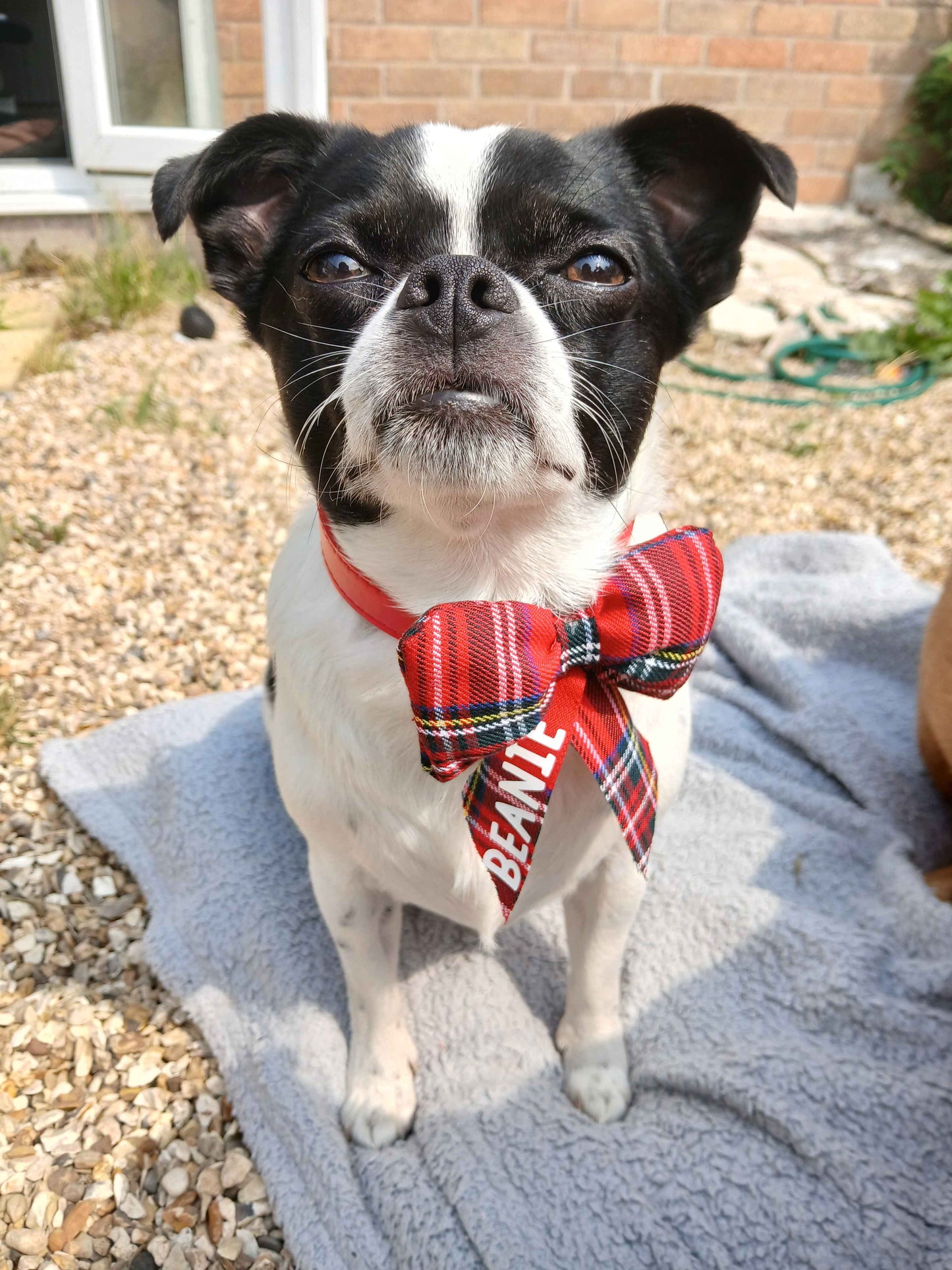 Personalised Collar Bow