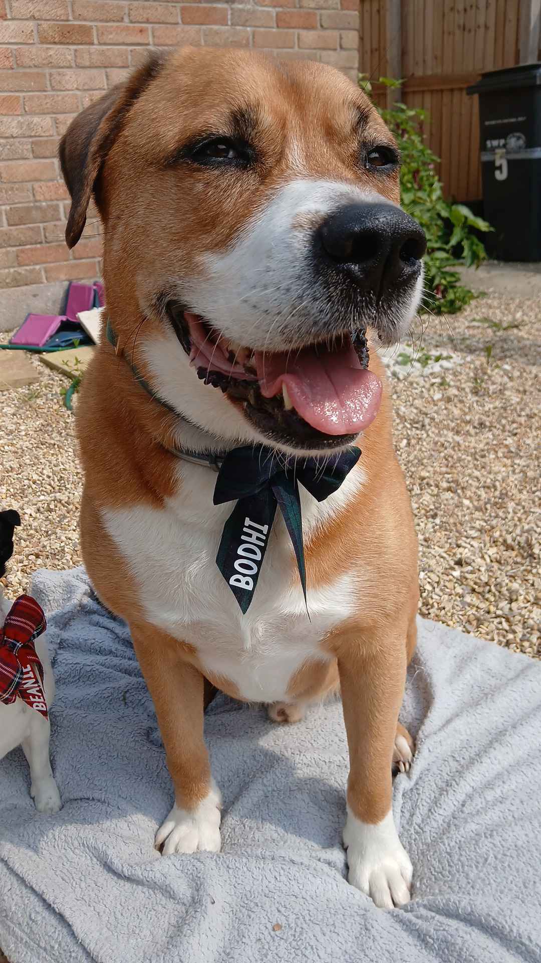 Personalised Collar Bow