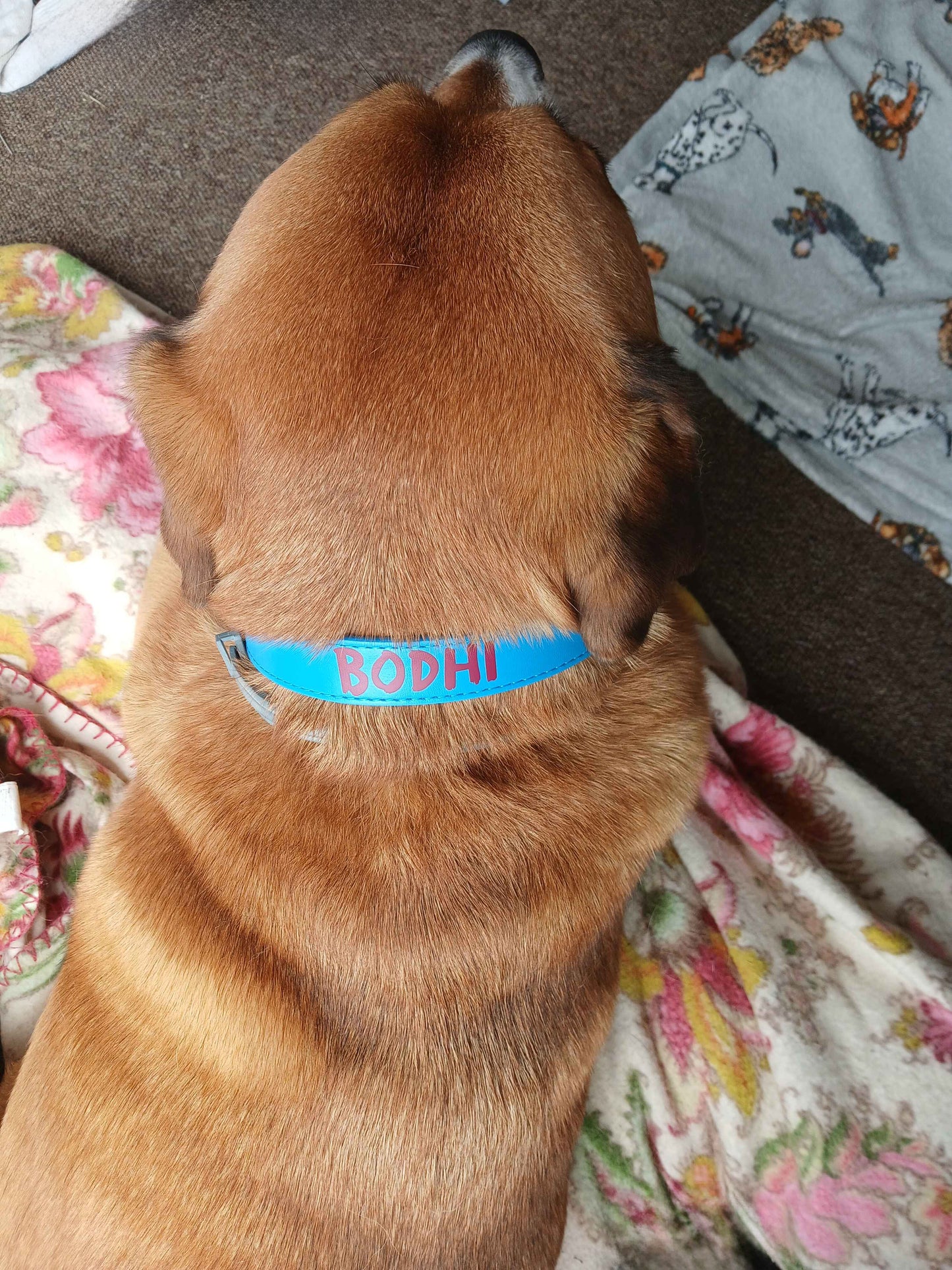 Personalised Vegan Leather Collar - SMALL