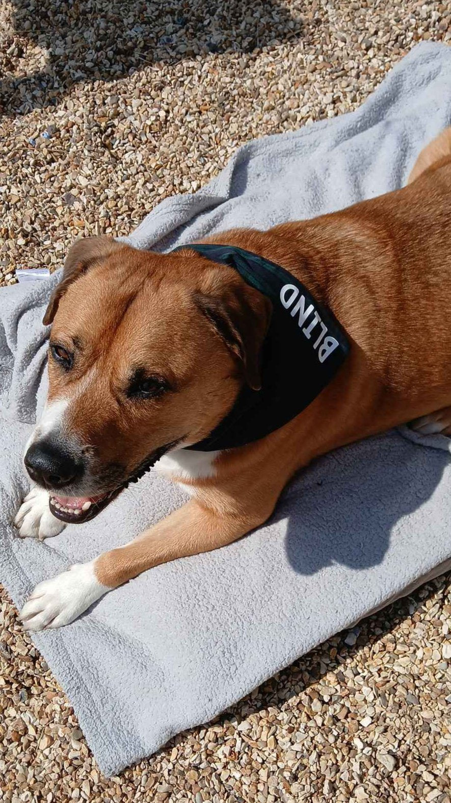 Personalised Dog Bandana