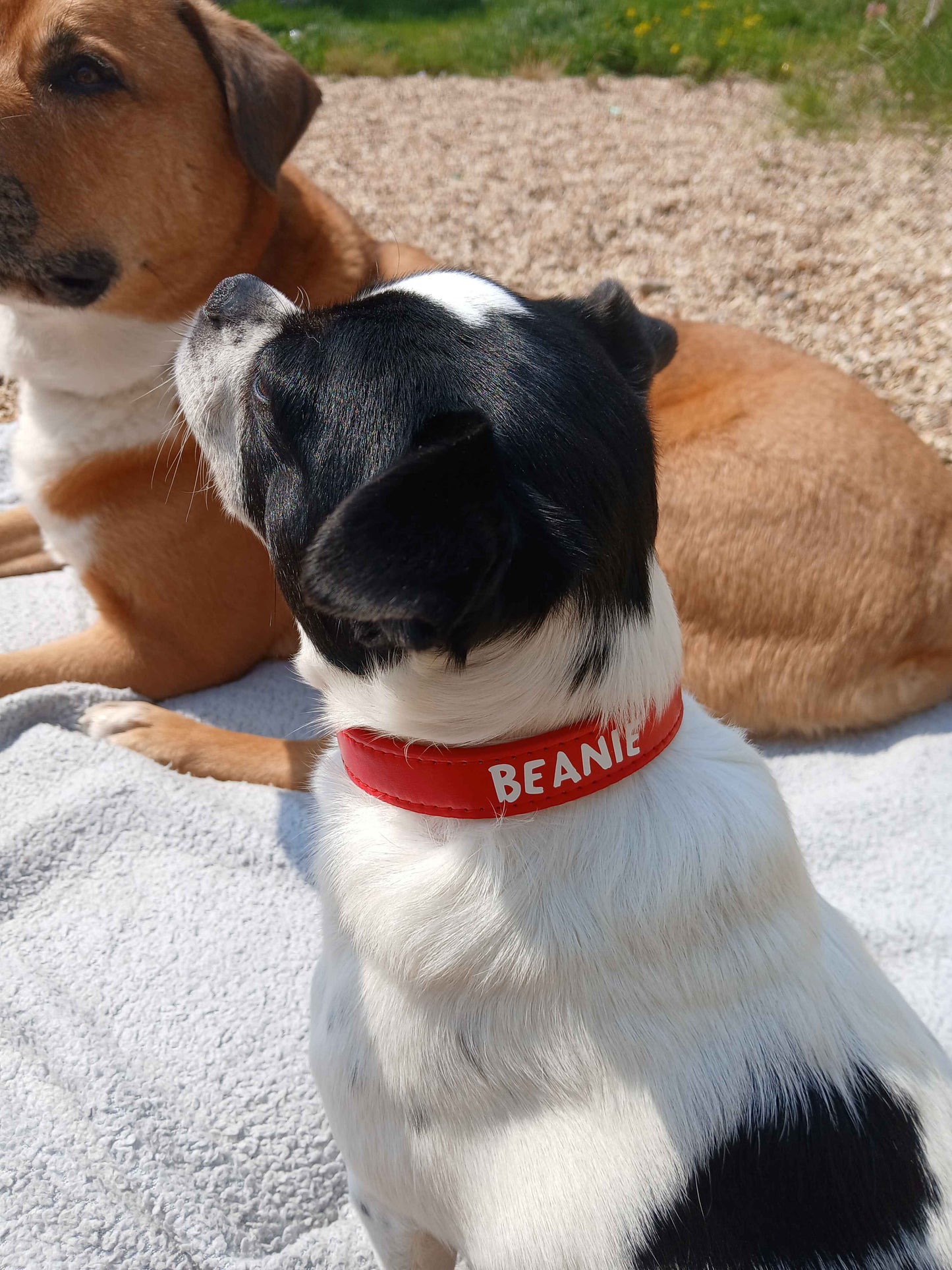 Personalised Vegan Leather Collar - SMALL